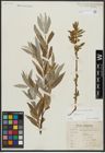 Foto von Salix alba L.